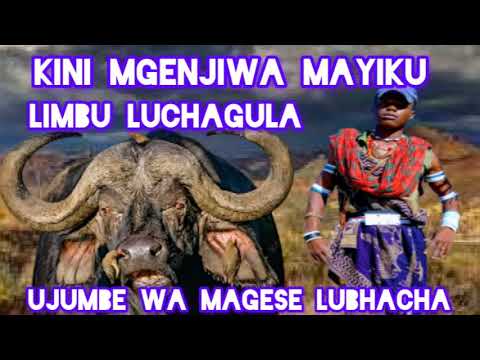 KINI MGENJIWA MAYIKU LIMBU LUCHAGULA UJUMBE WA MAGESE LUBHACHA 0625940063 BY MBASHA STUDIO