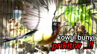 suara asli kolibri wulung di alam liar