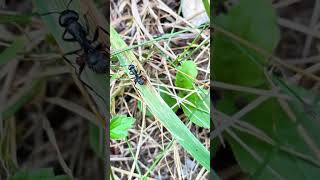 Polyergus Rufescens, La Formica Schiavista