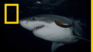 خاص القروش: أسماك القرش آكلة اللحوم | ناشونال جيوغرافيك أبوظبي