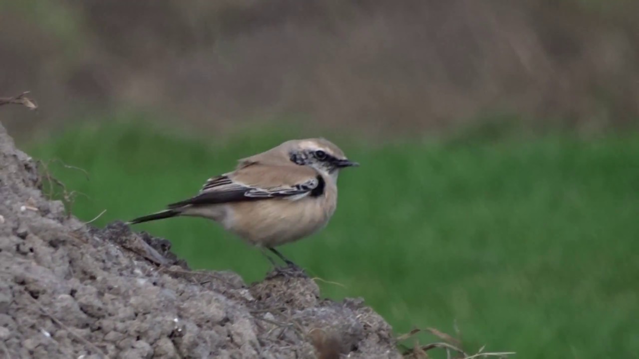 Desert Wheatear 1th cy male Woestijntapuit 1e kj man Schiphol The