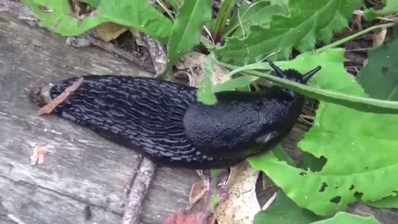 Biodiversidad en Coruña