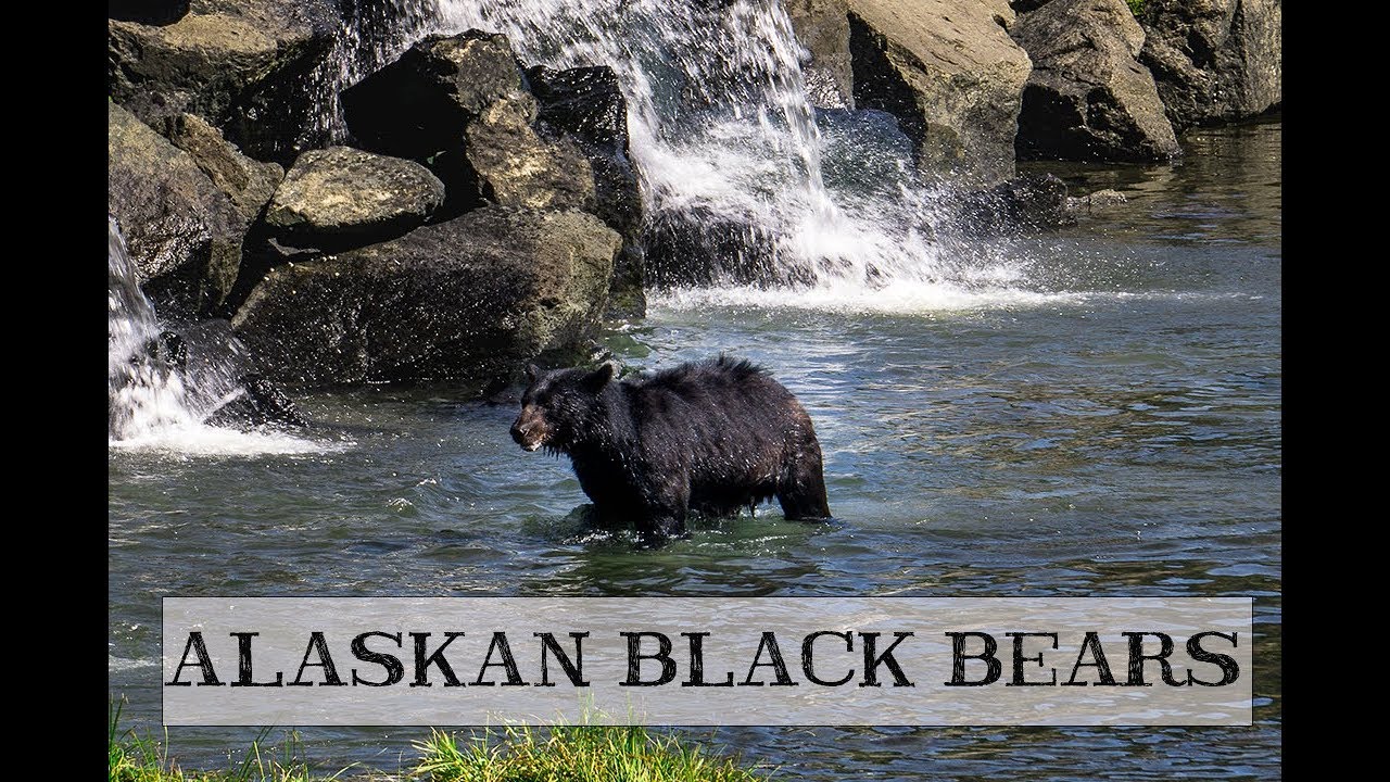 ALASKAN BLACK BEARS IN KETCHIKAN nosmallcreator YouTube ALASKAN BLACK BEARS IN KETCHIKAN nosmallcreator YouTube