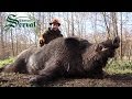 Wild Boar Hunting in Croatia - part5, Kroatische Keiler 3 - Drückjagd, Shasse au sanglier