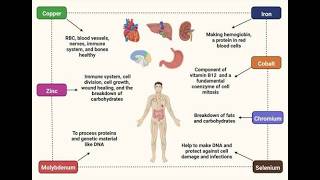 Trace Elements Requirements for Total parenteral Nutrition