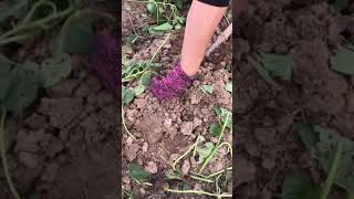 Amazing Agriculture satisfying tools skill 19