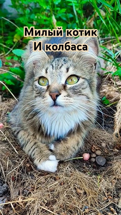 Милый котик и колбаса #котик #kitten #кот #cat #animals #юмор # ...