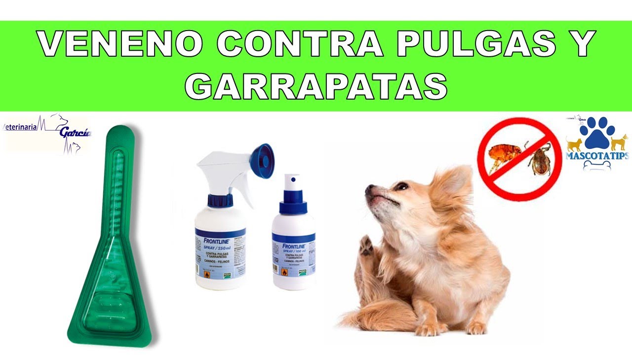 que sirve para las garrapatas en los perros