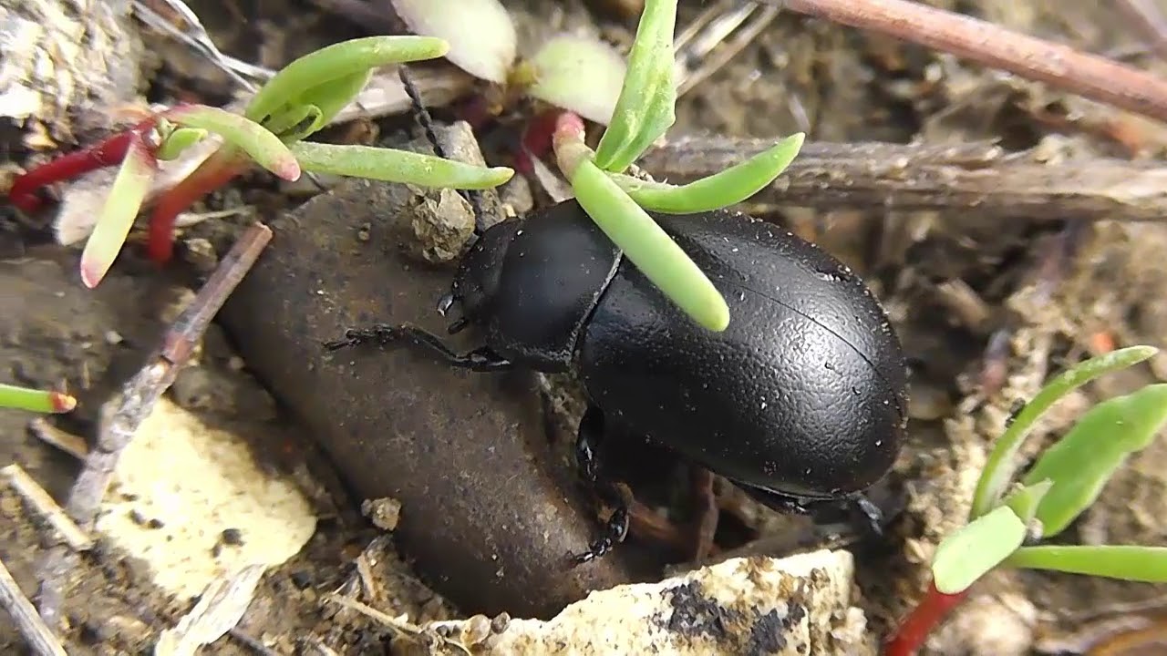 БИОСФЕРА: 111. Листоед Фиолетовый (Chrysolina sturmi)