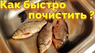 Как быстро почистить рыбу Карась и Пеленгаса от чешуи ?