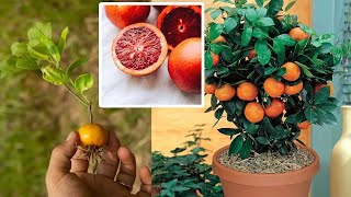 Amazing skill Grafting java plum skill especially with oranges