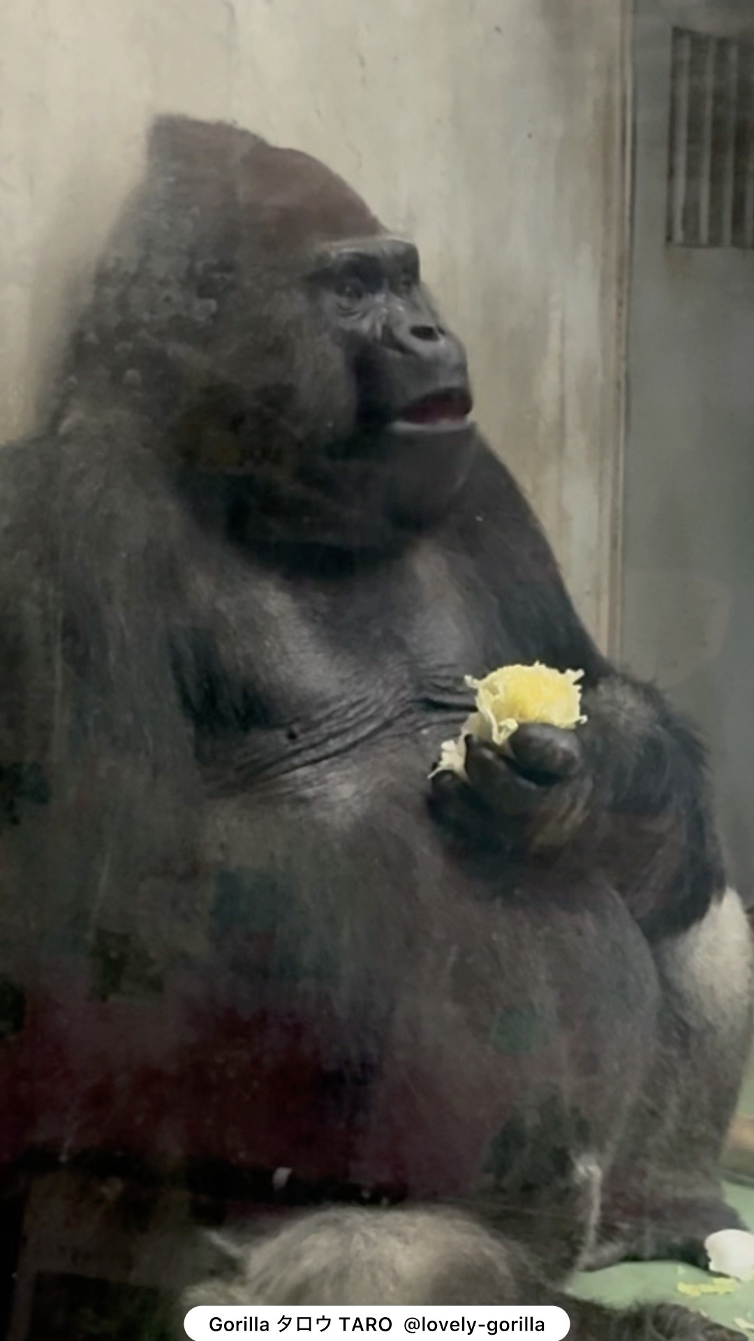 ゴリラのタロウさん Gorilla Taro #gorilla #ゴリラ #日本