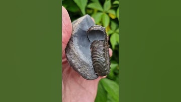 Fossil Treasures from the North Yorkshire Coast! 🌊 #fossilhunting #fossils #shorts #coast #rock
