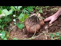 Harvesting Sweet Potatoes- Part 1