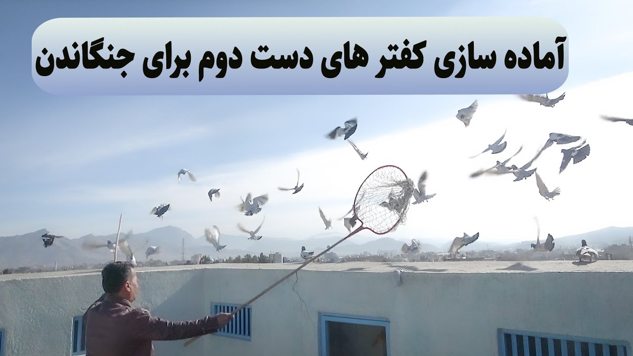 0413 / آماده سازی کفتر های دست دوم برای جنگاندن / Afghan Shawqi