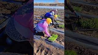 Chinese farmers who grow vegetables