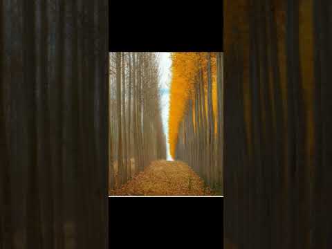 Roubbama - Le Trio Joubran