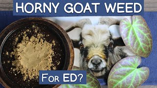 Benefits of Horny Goat Weed - Does It Help ED?