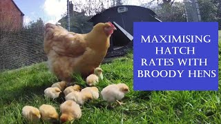 How our broody hens hatch lots of chicks with our help - Part 2