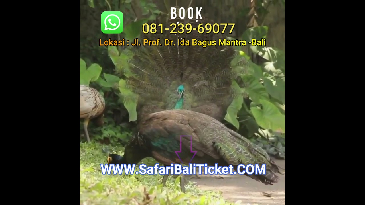 620 Koleksi Gambar Burung Merak Bali HD Terbaru