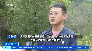 [正点财经]四川：中秋国庆假期将至 大熊猫也要“出游”| 财经风云