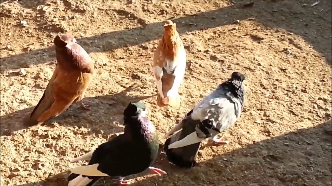 Serbian Highflyer Pigeon singing - Pellumba Letaqa 2018