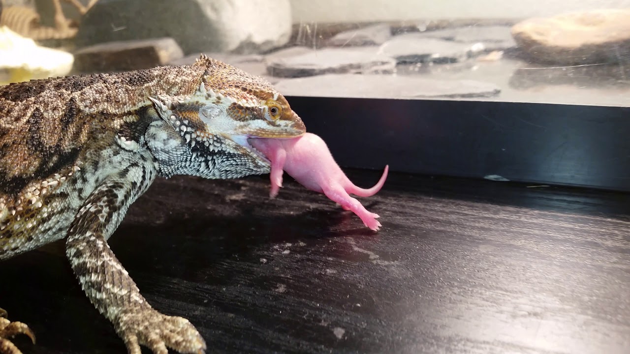 Bearded Dragon Eating pinky Rat YouTube