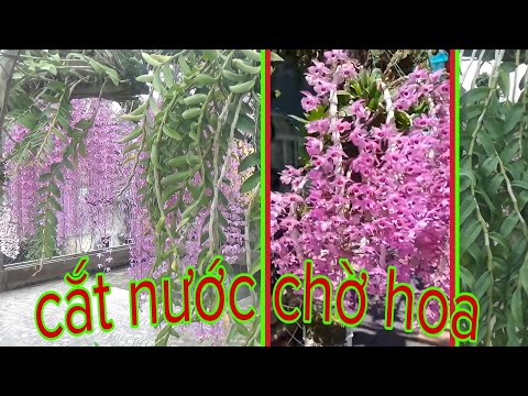 Video: Làm Thế Nào để Lấy Nước Ra Khỏi Không Khí Loãng