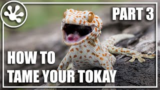 How To: Tame Your Tokay! Part 3