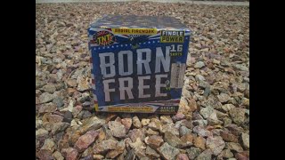 TNT Fireworks - Born Free (16 shots, 200g cake) (new for '25)