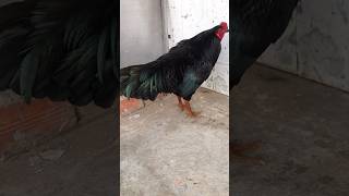 Ô Ướt Chân Xanh Việt Lai Đẹp Tê Tái Êuđộngvật