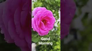 Good Morning Wishes 🌞