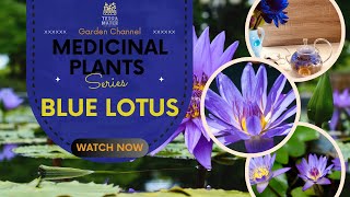 🌸 Blue Lotus: The Ancient Flower of Tranquility! 🌟 Discover Its Mystical Benefits!