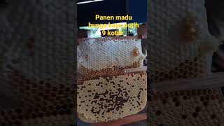 panen madu di musim hujan madu bunga kayu putih #panenmaduapiscerana #budidayalebahmadu