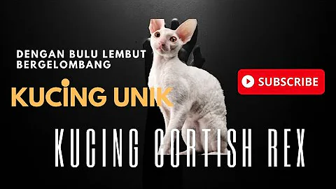 Watch the video about Kucing Cornish Rex dengan Bulu yang lembut bergelombang#kucing
