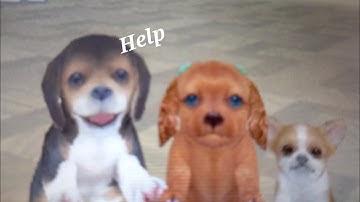 checking up on my nintendogs after 6 years!!!