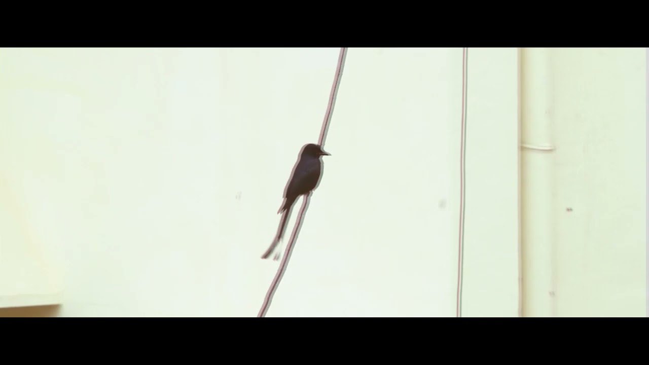 great-tailed grackle | gone in a sec.......