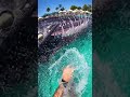 Waterslide into pool full of giant fish #funny #memes