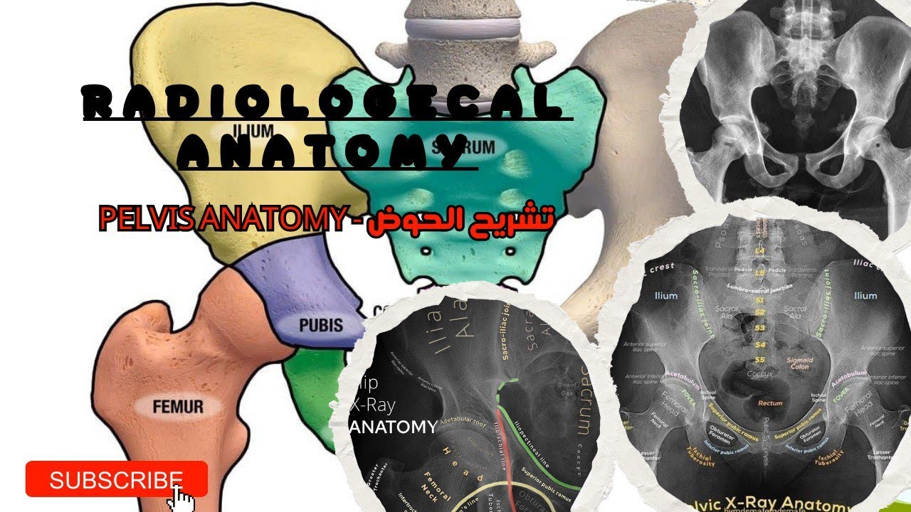 تشريح الحوض - Pelvis anatomy