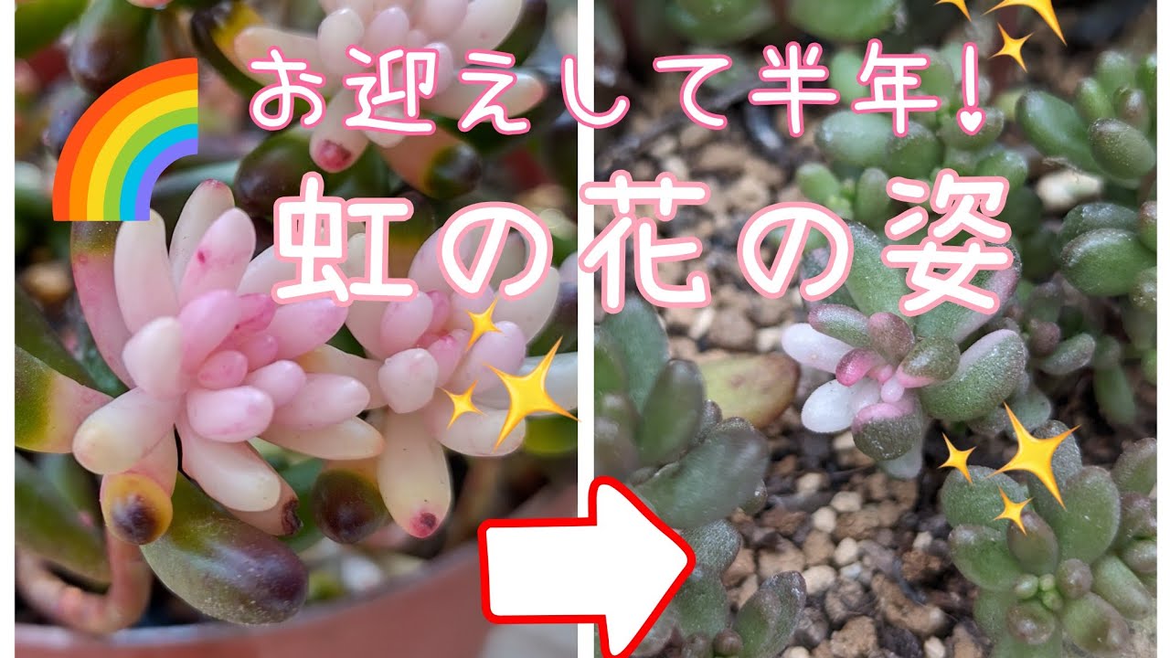 ☆彩之助☆ 多肉植物 １６点 Succulent It's been about six months since I got it! 🌈Look at its