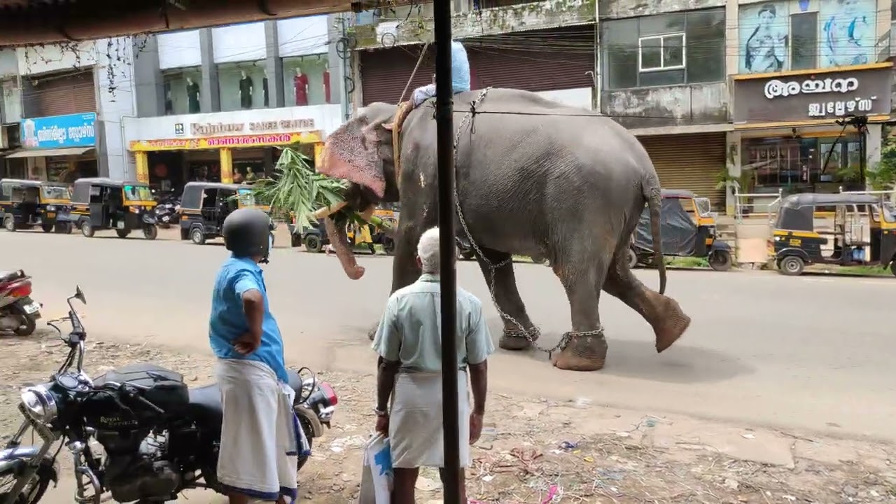 Elephant in Kongad, Palakkad District.