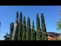 Pruning Top 20 Of Italian Cypresses Off Over A Pool рџ Ќ Pruning Top 20 Of Italian Cypresses Off Over A Pool рџ Ќ