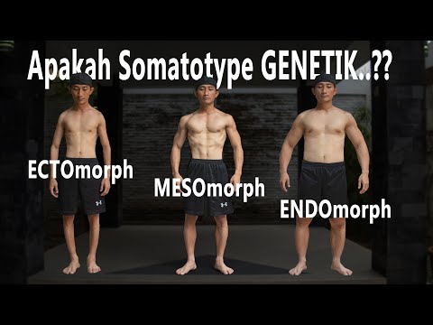 Video: Apakah jenis badan endomorph?