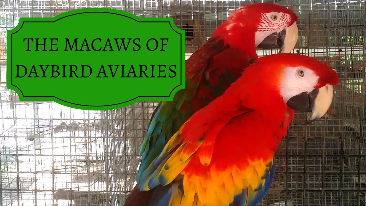 great green macaw in spanish Meet our New Macaws - The Macaws of Daybird Aviaries: Military , GreenWing , Scarlet, and Catalina