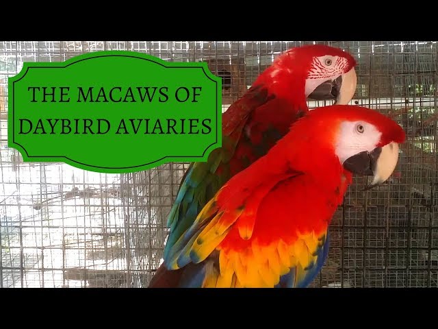 Parrot Macaw Dearg Ag Eitilt DELIBEST Flowers Tapestry, Colorful