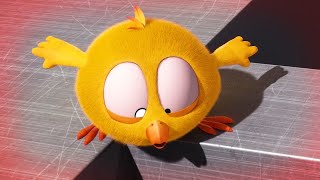 Red Alert | Where's Chicky? | Cartoon Collection In English For Kids | New Episodes