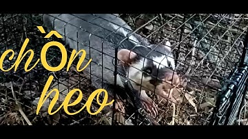 Vào rừng thăm bẫy sóc, bẫy chồn || Tiếp tục lên hàng khủng nha anh em