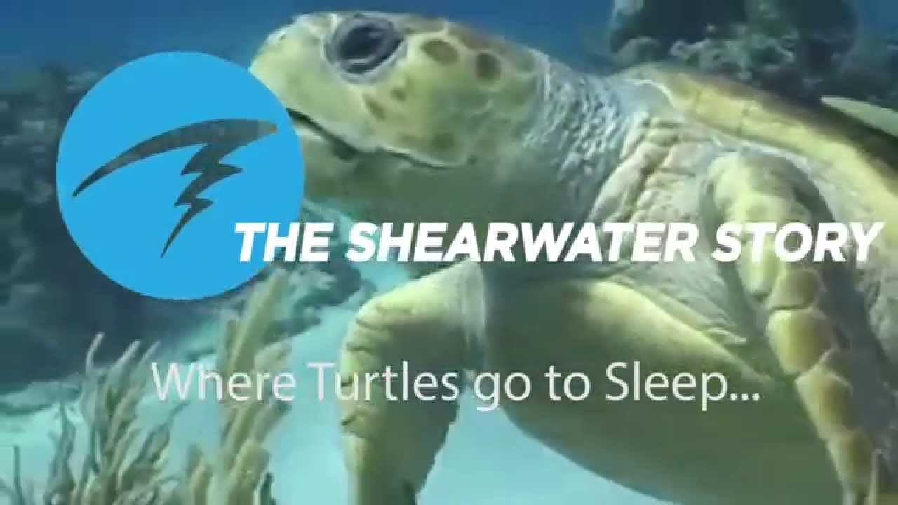 The Shearwater Story YouTube