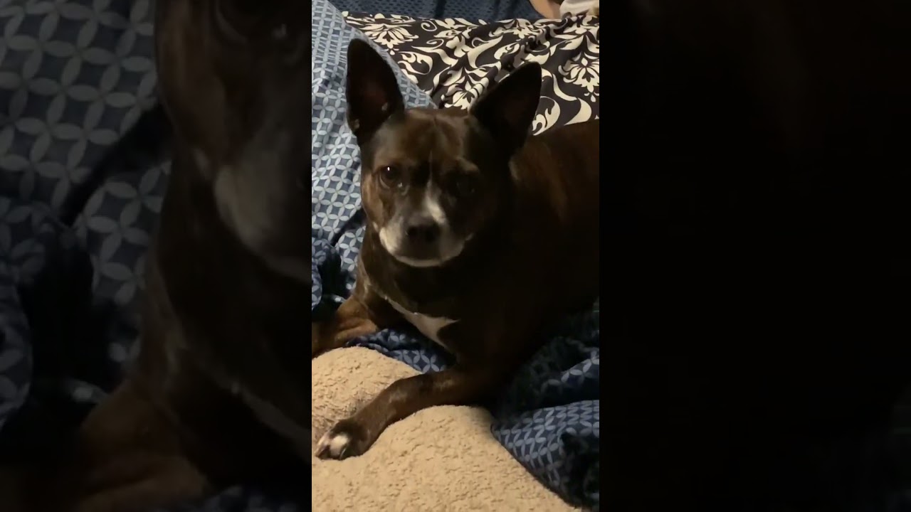 Pup listening to my voice!  