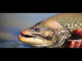 Fly Fishing in Greenland for Searun Arctic Char - Kangia River Lodge